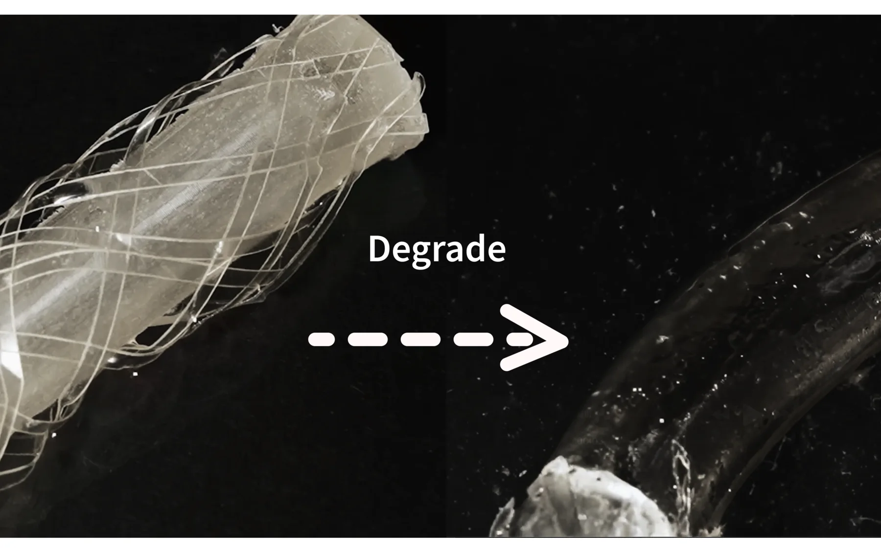 A gelatin-based BIOGEM actuator before and during biodegradation